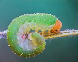 Climate change could lead to 'widespread chaos' for insect communities