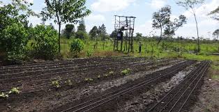 Carbon farming: how agriculture can both feed people and fight climate change