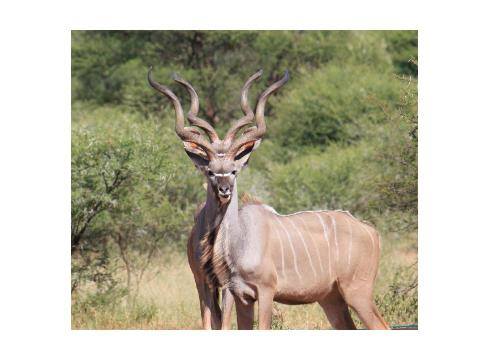  The future of Trophy hunting in Africa - The Facts