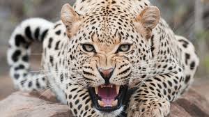 We studied the DNA of African and Asian leopards and found big differences between the two