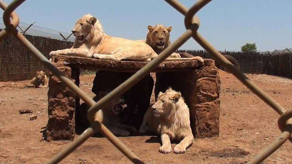 The dark reality of profit-driven captive wildlife farming