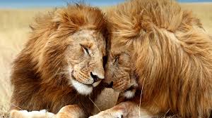 Lions have a second roar that no one noticed until now
