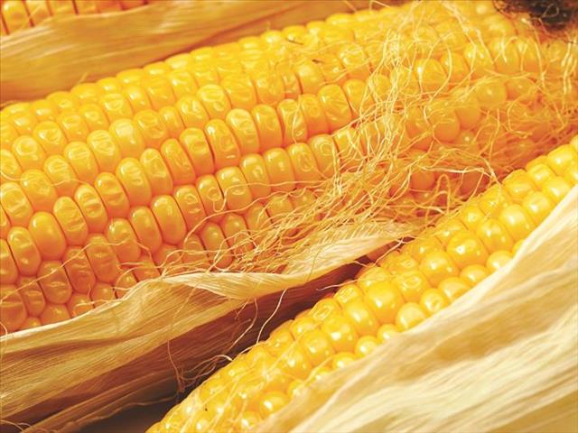 China faces challenges in rebalancing corn market