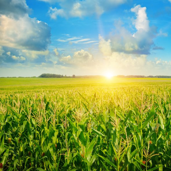 Zimbabwe's maize production is recovering, but import needs remain substantial