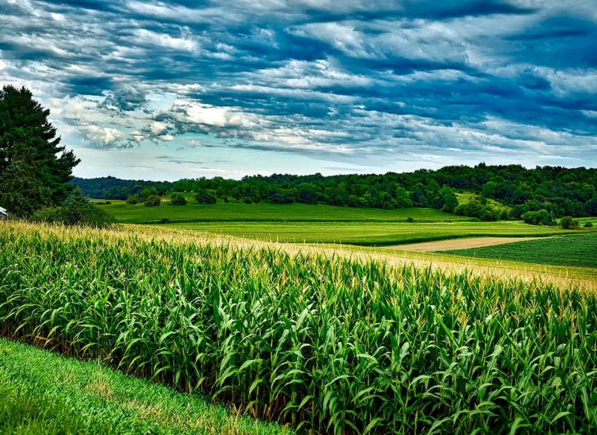 Most food-insecure South Africa provinces have vast tracts of underutilised land, which could be a priority for agricultural expansion