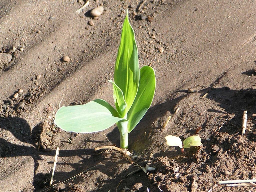 South Africa farmers optimistic about the 2019/20 production season