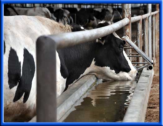 How a Wisconsin Dairy Raised the Top Milk Producing Cow in the World  (Video)