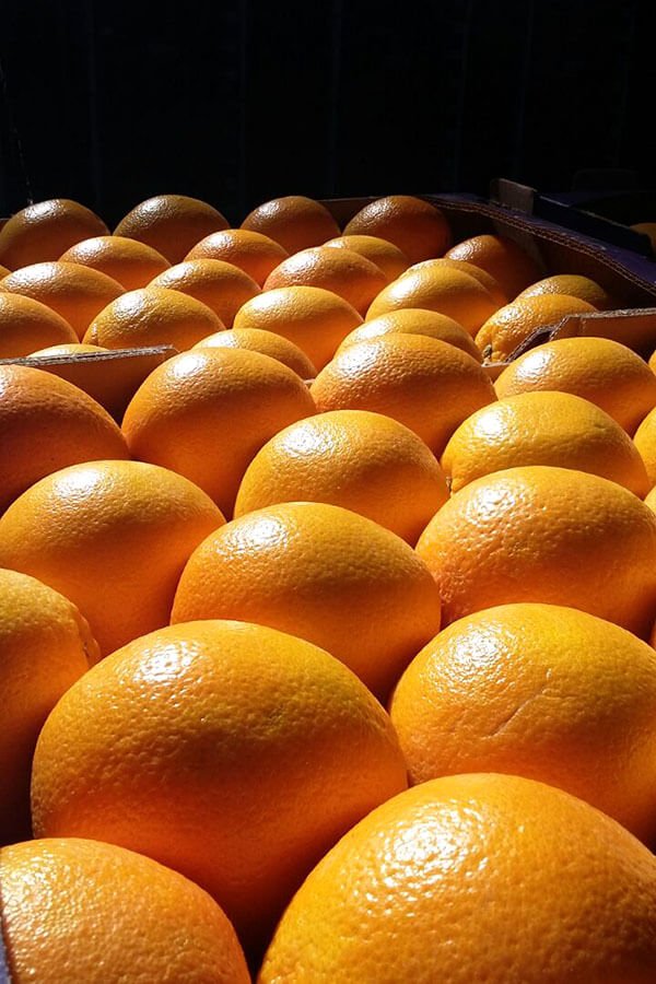 Citrus export estimates show growth amid challenges