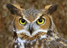 A glimpse into the secret life of African owls