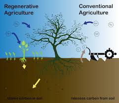 Is regenerative agriculture the solution to drought?