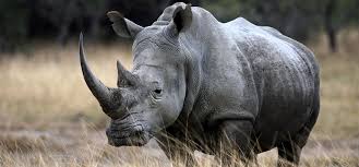 THE BLACK &amp; WHITE OF AFRICA'S RHINOS