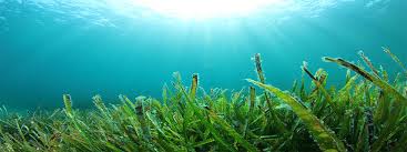Marine life in a South African bay is full of chemical pollutants