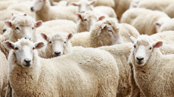 Climate change is threatening sheep farmers in South Africa’s Drakensberg – how they’re adapting