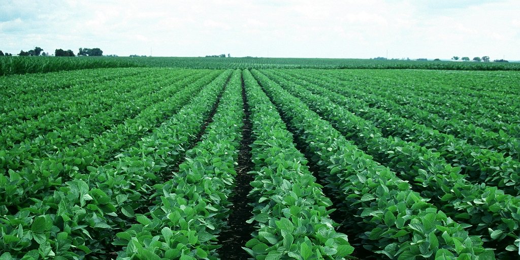 U.S. and Brazil Soybean Competitiveness: Farm-Level Costs and Returns