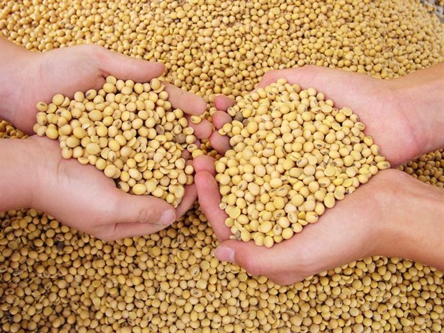 US crop conditions steady as soy, corn harvest lags further- 