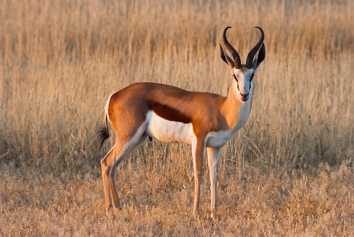 The contribution of hunting to South Africa’s economy- November 2019