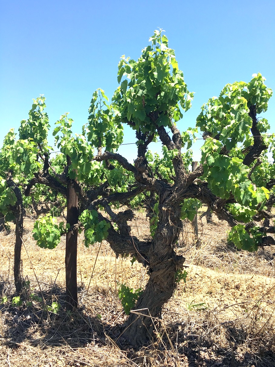 It Might Be Time for Turkish Wine