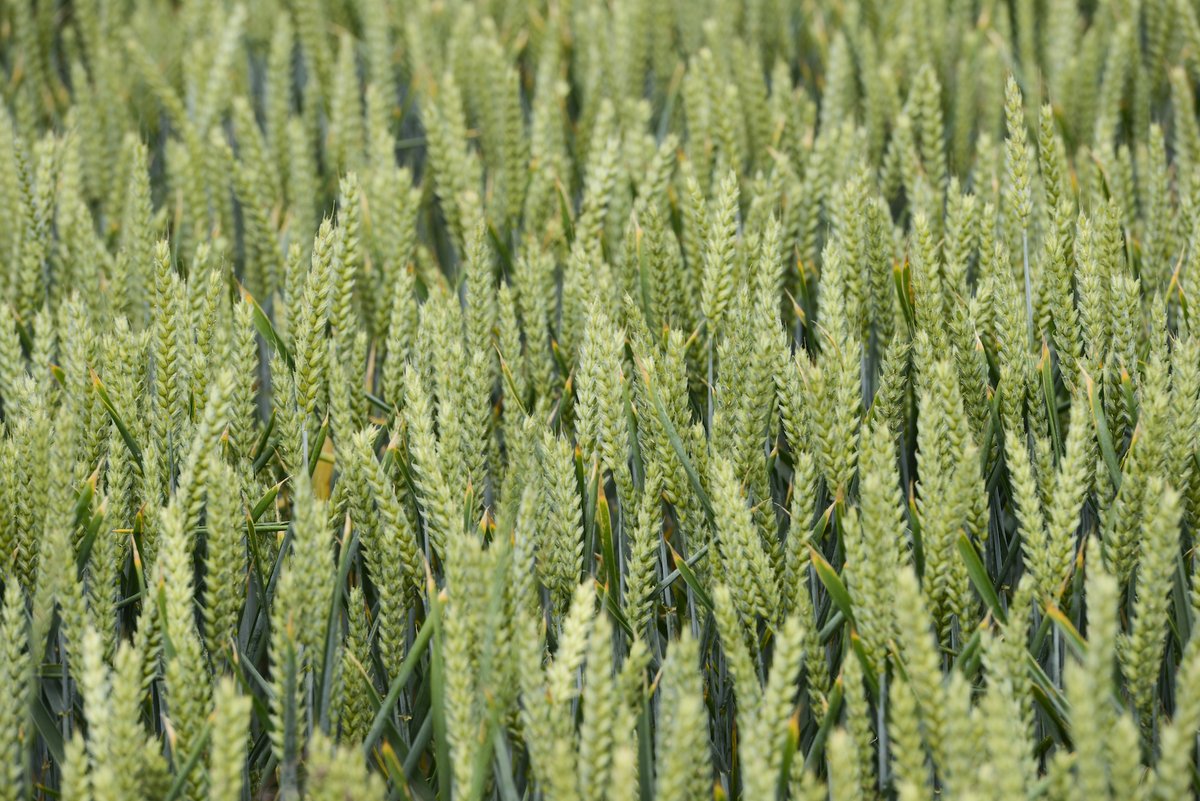 Wheat and couch grass can extract toxic metals from contaminated soils