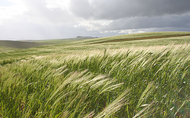 What to know about wheat allergy