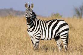 Experiencing the zebra migrations