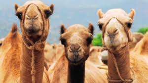Natural Nutritional Camel Milk- South Africa 