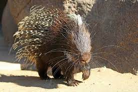 Cape Porcupine