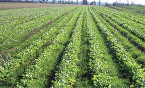 Measuring nitrogen in cover crops