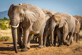 International elephant corridor put at risk by killing of Botswana’s largest tuskers