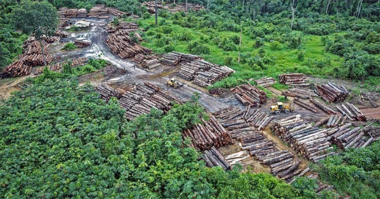 The forest is sick and losing its carbon-sequestration capacity”