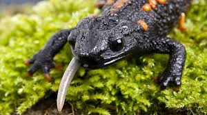 Global pet trade in amphibians is bigger than we thought