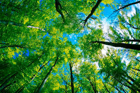 The first step in using trees to slow climate change: Protect the trees we have