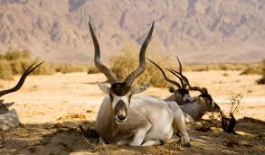 Economic benefits of trophy hunting are dubious — a colonial sport for the privileged few